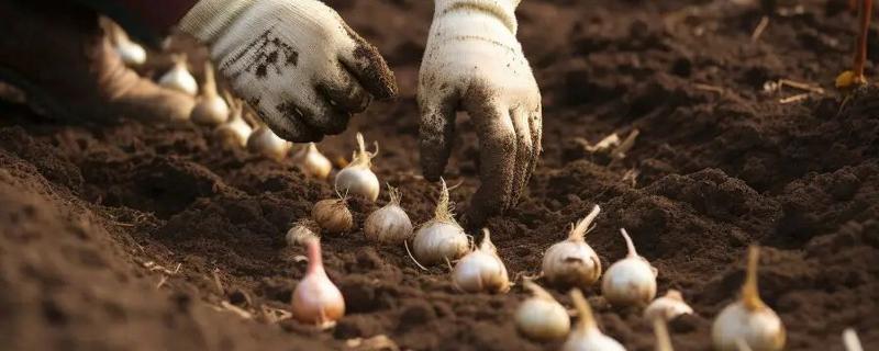 种大蒜要剥外面的皮吗，可以剥去外皮也可不剥皮