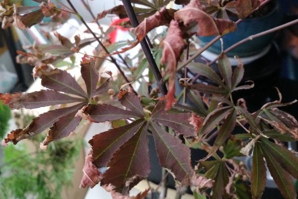 红枫叶子焦卷掉落的原因，可能是光照过强所致