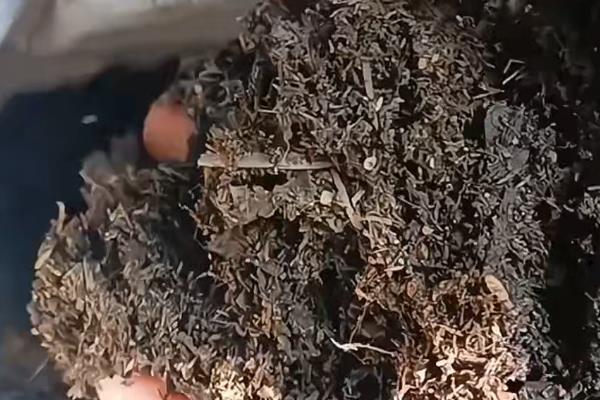 红枫叶子焦卷掉落的原因，可能是光照过强所致