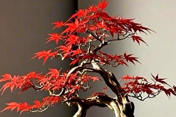 红枫叶子焦卷掉落的原因，可能是光照过强所致