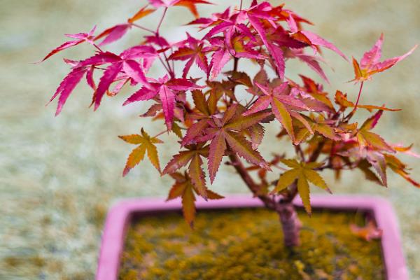 红枫叶子焦卷掉落的原因，可能是光照过强所致