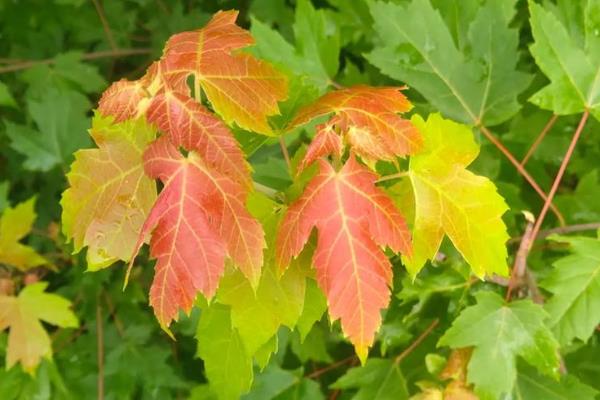 红枫叶子焦卷掉落的原因，可能是光照过强所致