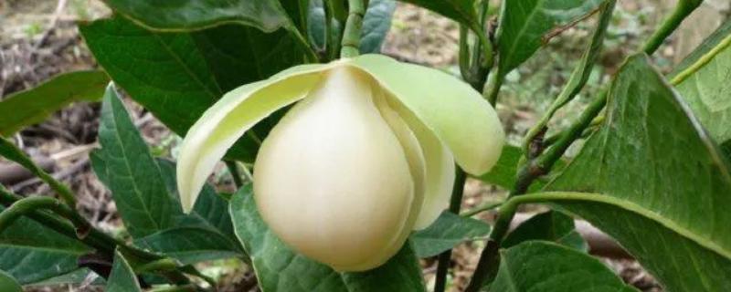 夜合花的家庭养殖方法，不能长期处在完全阴暗的环境中