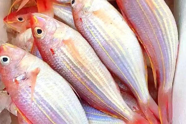 金线鱼是什么鱼,也被叫做红衫