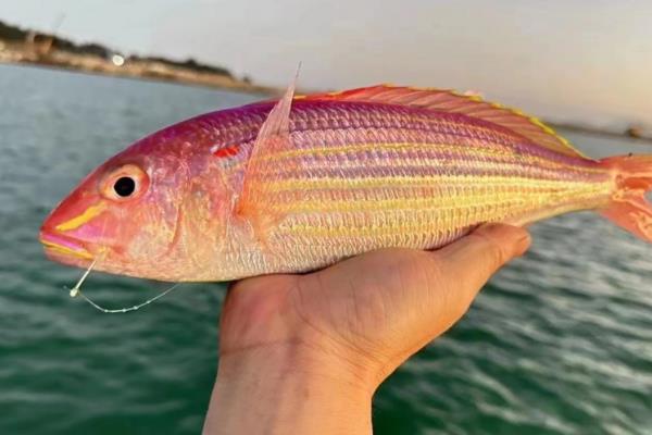 金线鱼是什么鱼,也被叫做红衫