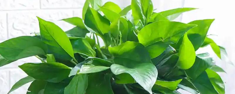 绿萝叶子没有光泽变黄怎么处理，将其移到室外光线好的位置养护