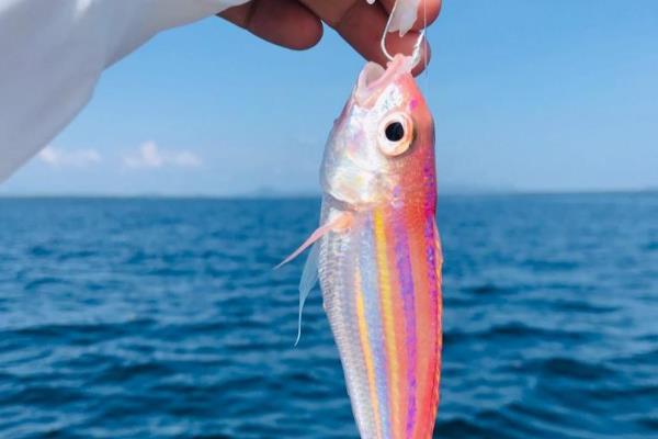 金线鱼是什么鱼,也被叫做红衫