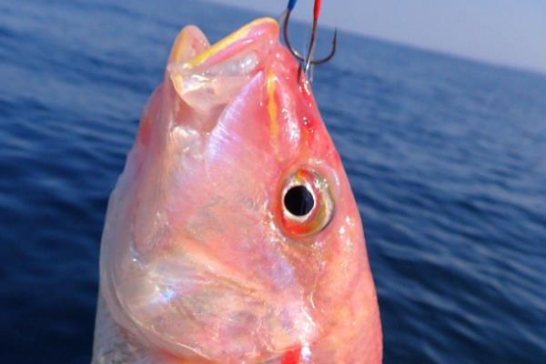 金线鱼是什么鱼,也被叫做红衫