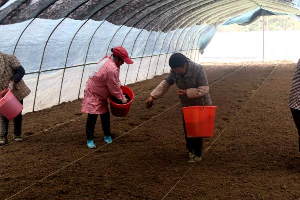 羊肚菌的种植方法，冬季栽培时间在9-10月份