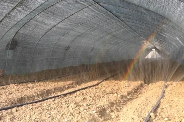 羊肚菌的种植方法，冬季栽培时间在9-10月份
