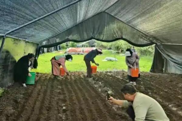 羊肚菌的种植方法，冬季栽培时间在9-10月份