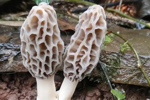 羊肚菌的种植方法，冬季栽培时间在9-10月份