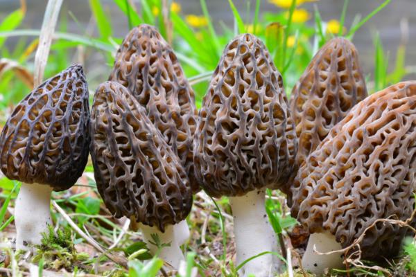 羊肚菌的种植方法，冬季栽培时间在9-10月份