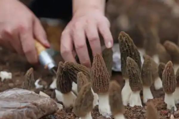 羊肚菌的种植方法，冬季栽培时间在9-10月份