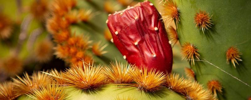 仙人掌的红色果实能不能吃，食用型仙人掌结出的果实可以吃
