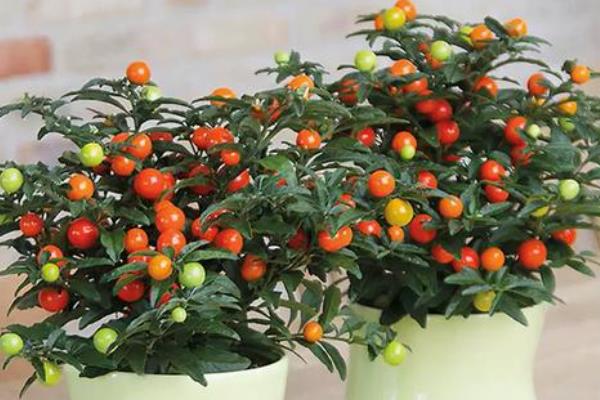 珊瑚樱的养殖方法，每隔一个月施加一次复合肥