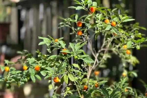 珊瑚樱的养殖方法，每隔一个月施加一次复合肥