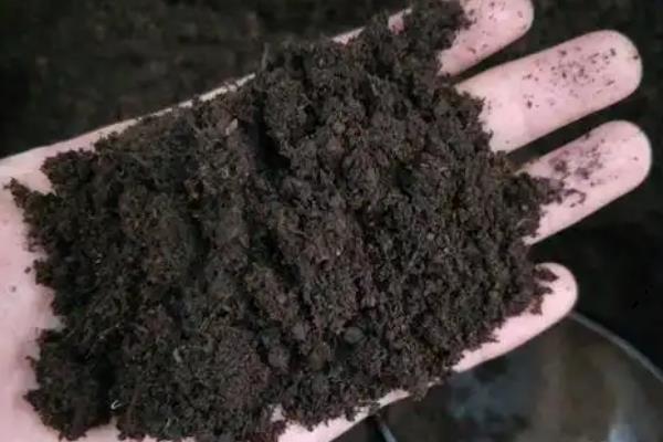 珊瑚樱的养殖方法，每隔一个月施加一次复合肥