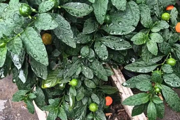 珊瑚樱的养殖方法，每隔一个月施加一次复合肥