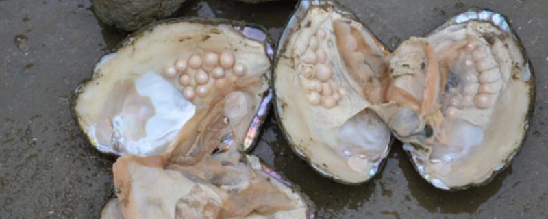 珍珠的培育方式，主要以马氏贝、白蝶贝培育为主