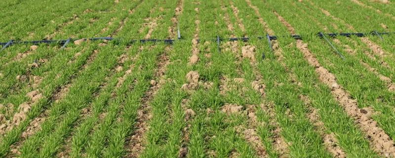 冬小麦的需肥特点，分蘖期对氮肥敏感