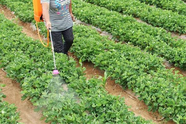 花生高产施肥方法，始花前亩施尿素5-7千克