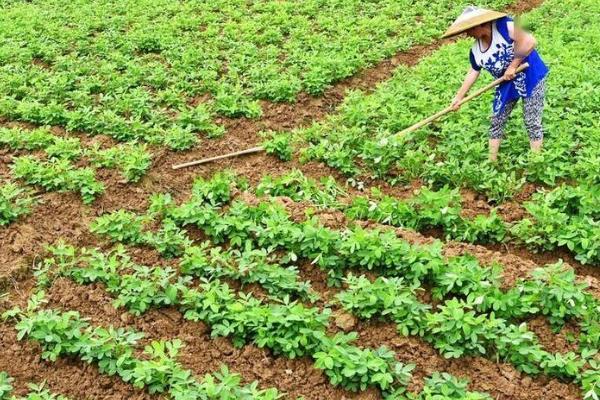 花生高产施肥方法，始花前亩施尿素5-7千克