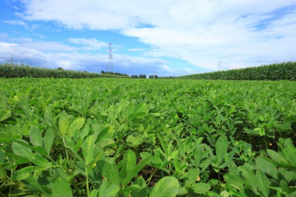 花生高产施肥方法，始花前亩施尿素5-7千克