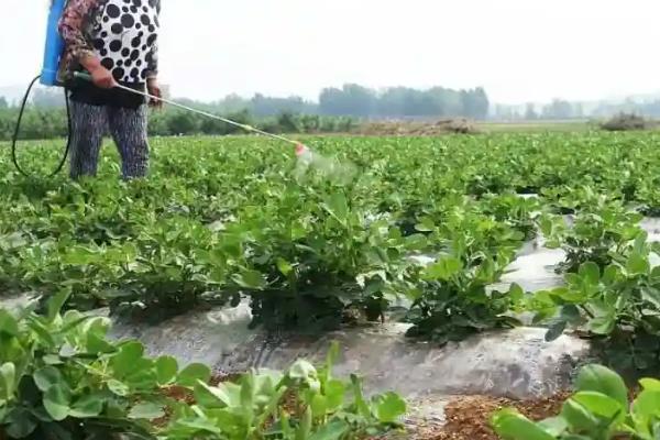 花生高产施肥方法，始花前亩施尿素5-7千克