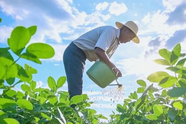 花生高产施肥方法，始花前亩施尿素5-7千克
