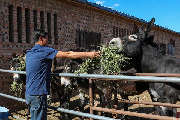 导致养殖水平提高的原因,因为疫苗药物种类越来越齐全