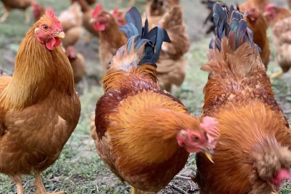 导致养殖水平提高的原因,因为疫苗药物种类越来越齐全