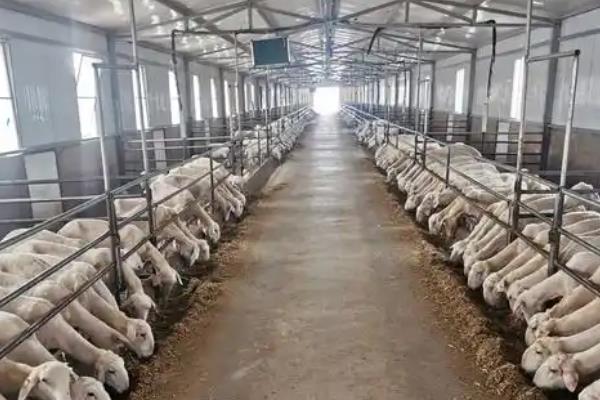 导致养殖水平提高的原因,因为疫苗药物种类越来越齐全