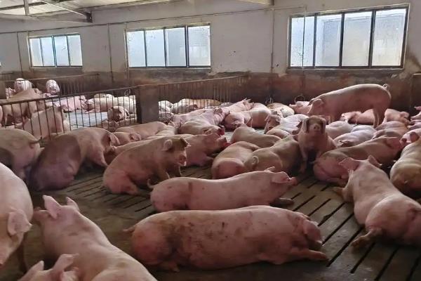 导致养殖水平提高的原因,因为疫苗药物种类越来越齐全