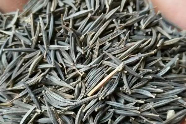 波斯菊种子的种植方法，喜欢生长在温暖的环境中