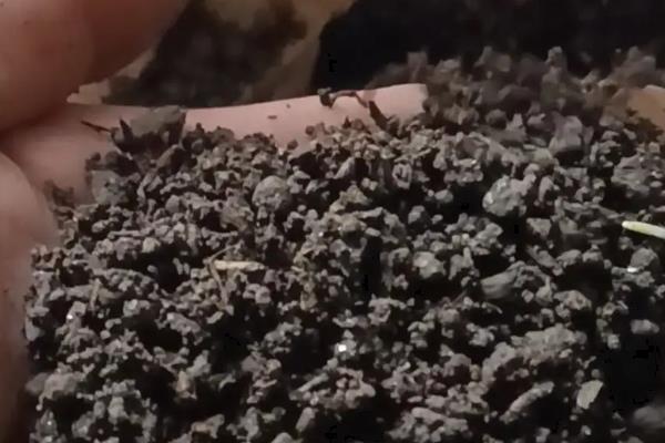 波斯菊种子的种植方法，喜欢生长在温暖的环境中