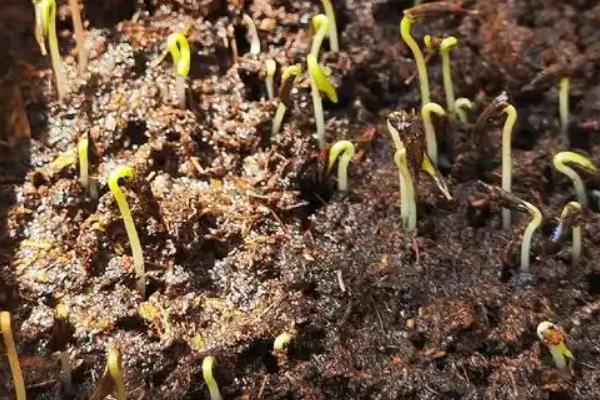 波斯菊种子的种植方法，喜欢生长在温暖的环境中