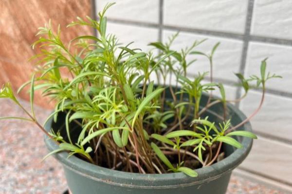 波斯菊种子的种植方法，喜欢生长在温暖的环境中