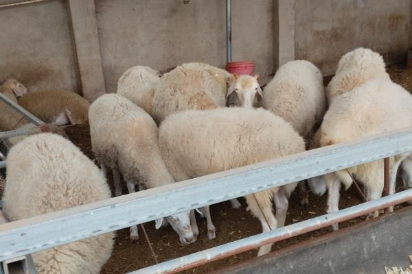 导致养殖水平提高的原因,因为疫苗药物种类越来越齐全