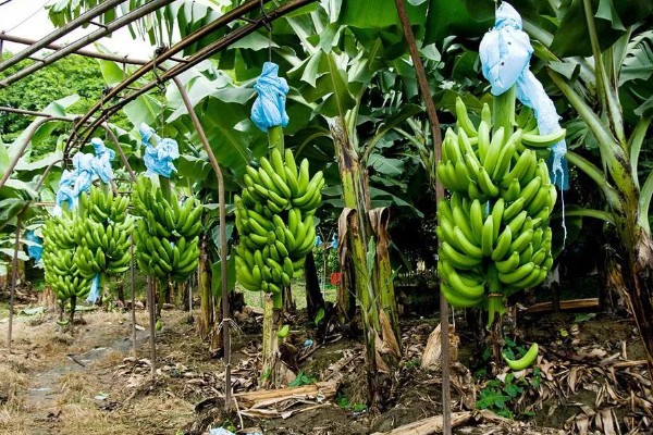 香蕉为什么是弯的,它会朝着光的方向生长