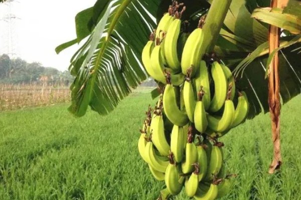 香蕉为什么是弯的,它会朝着光的方向生长