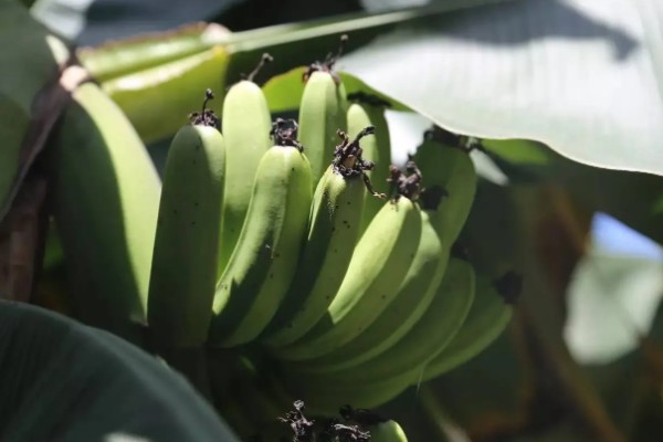 香蕉为什么是弯的,它会朝着光的方向生长