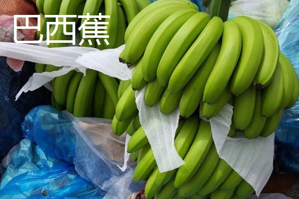 香蕉为什么是弯的,它会朝着光的方向生长