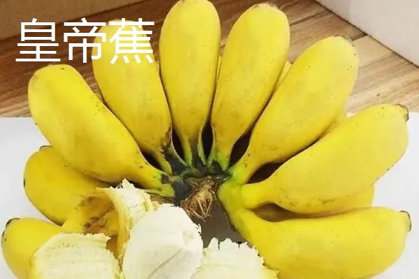 香蕉为什么是弯的,它会朝着光的方向生长