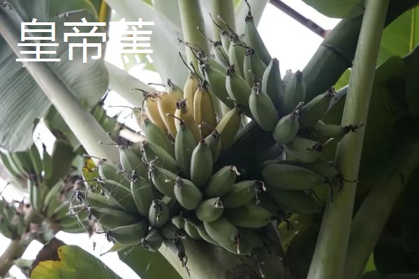 香蕉为什么是弯的,它会朝着光的方向生长