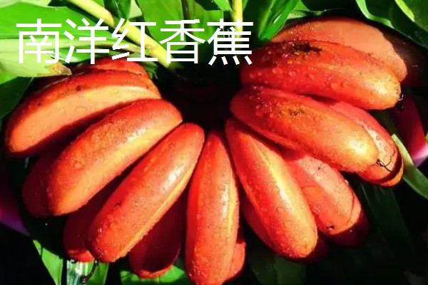 香蕉为什么是弯的,它会朝着光的方向生长