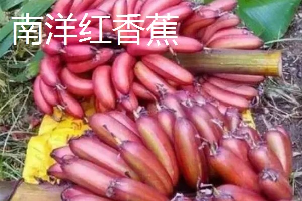 香蕉为什么是弯的,它会朝着光的方向生长