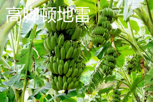 香蕉为什么是弯的,它会朝着光的方向生长