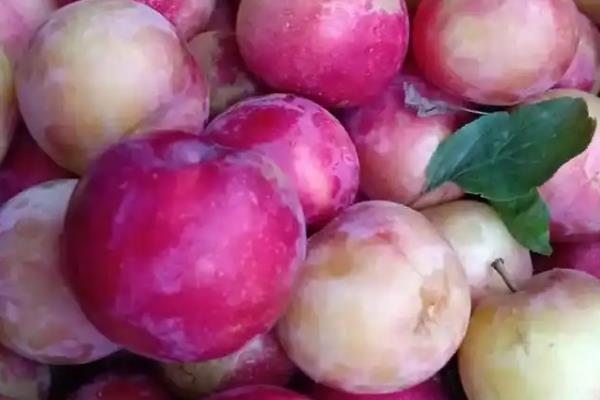 苹果李的简介，属于李树品种