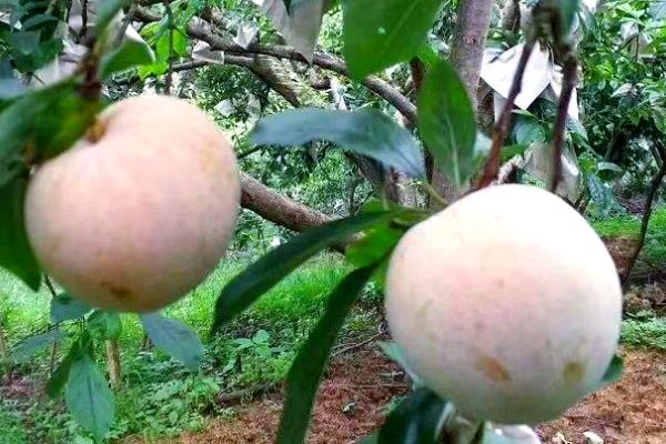 苹果李的简介，属于李树品种